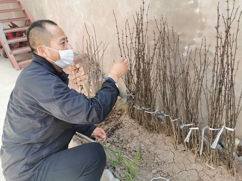 支部捐赠的花椒树苗.jpg