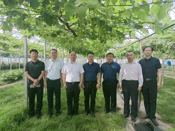 847bb10b2040446ebed53b56a86ab00a.jpg 调研学校合阳葡萄试验示范站.jpg